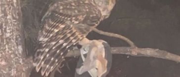 Richmond University Terrorized By Owls on the Attack