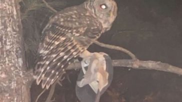 Richmond University Terrorized By Owls on the Attack