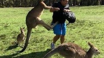Kangaroo Kills Man in Australia, First In Over 100 Years