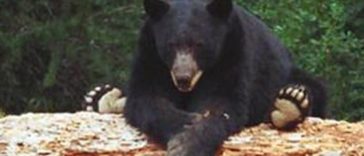 Black Bear Attacked 10-Year-Old in Connecticut Backyard