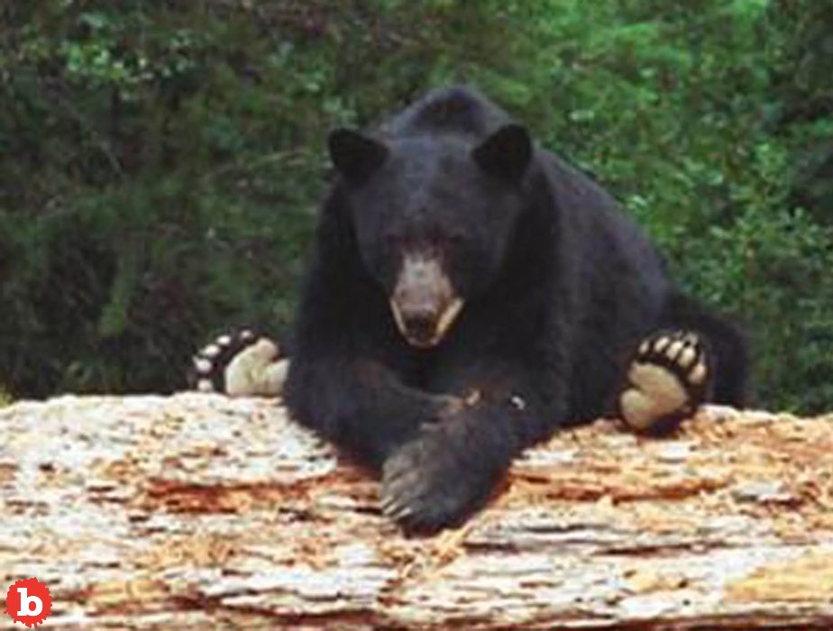 Black Bear Attacked 10-Year-Old in Connecticut Backyard