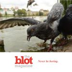 Forget Brexit, England Now At Risk of Zombie Pigeons