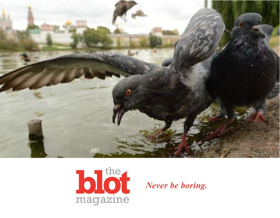 Forget Brexit, England Now At Risk of Zombie Pigeons