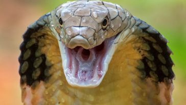 Houdini the King Cobra Escapes Again Hours After Capture
