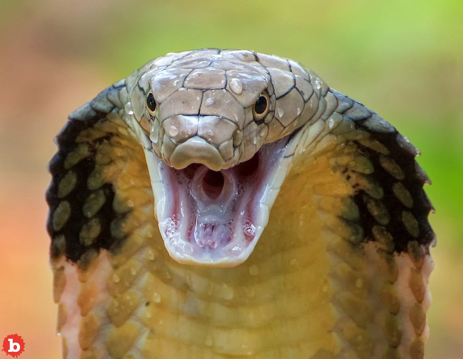 Houdini the King Cobra Escapes Again Hours After Capture