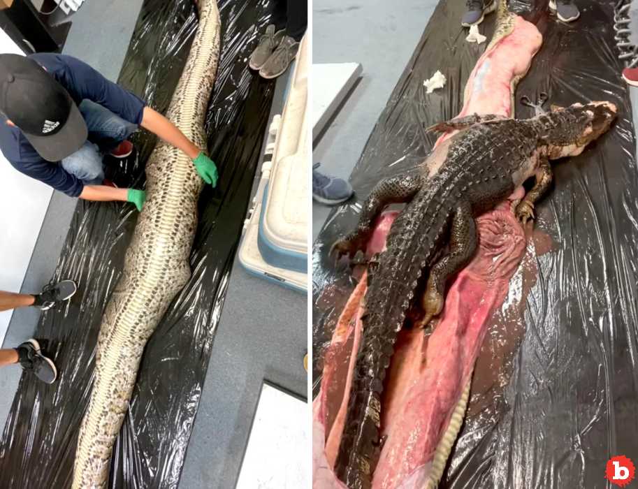 Lab Finds 5-Foot Alligator Inside 18-Foot Burmese Python