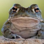 National Park Service: Stop Licking This Toad