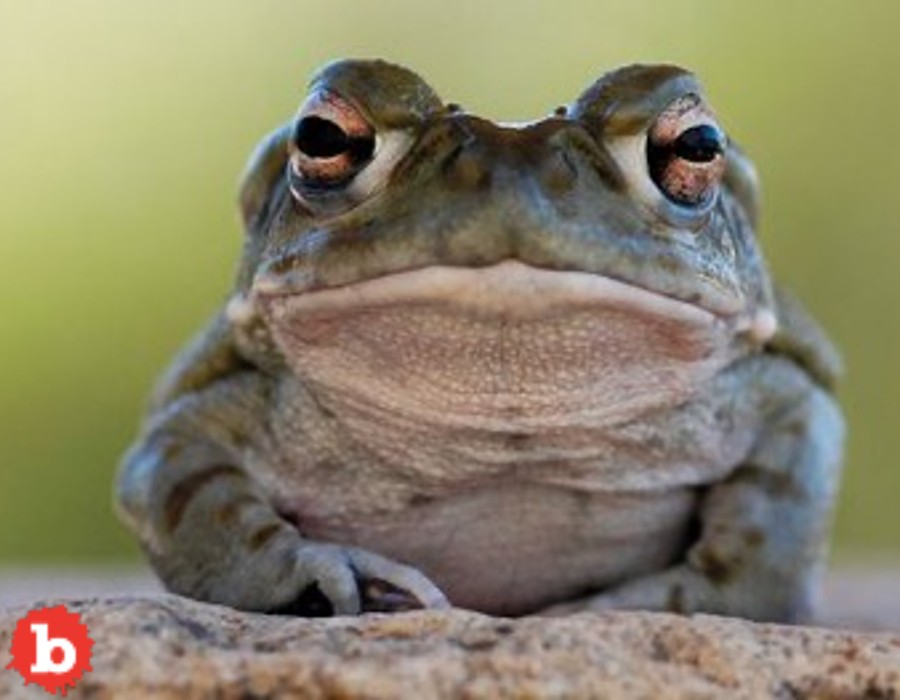 National Park Service: Stop Licking This Toad
