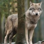 People in Netherlands Can Now Shoot Wolves With Paintballs