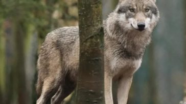 People in Netherlands Can Now Shoot Wolves With Paintballs