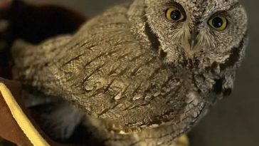 Police Arrest Arizona Man for DUI, Meth, Buying Live Owl at Gas Station