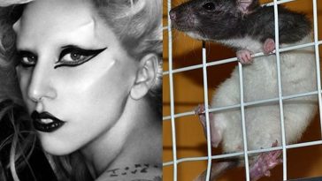 Study Shows Rats in Rhythm, Listening to Lady Gaga: Born This Way