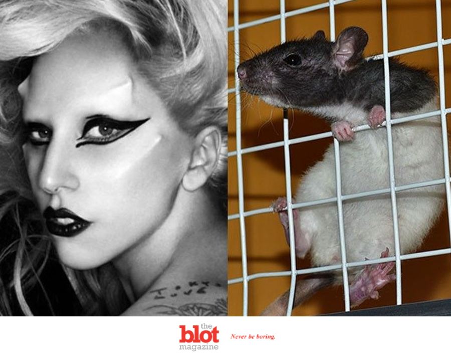 Study Shows Rats in Rhythm, Listening to Lady Gaga: Born This Way