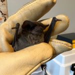 At Least 1,500 Mexican Free-Tailed Bats Rescued After Freezing in Air