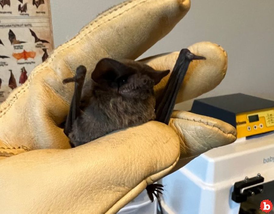 At Least 1,500 Mexican Free-Tailed Bats Rescued After Freezing in Air