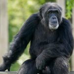 Chimpanzees Captured, Killed After Escaping Swedish Zoo