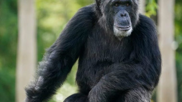 Chimpanzees Captured, Killed After Escaping Swedish Zoo