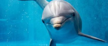Dolphins May Have Super Spice Tolerance, Ignore Pepper Spray