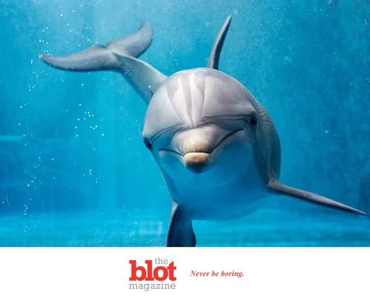 Dolphins May Have Super Spice Tolerance, Ignore Pepper Spray