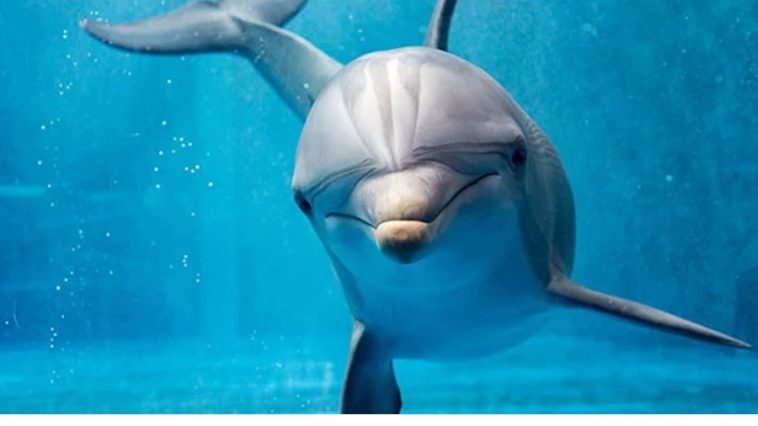 Dolphins May Have Super Spice Tolerance, Ignore Pepper Spray