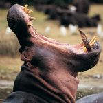 Hungry Hippo Swallows Toddler, Spits Him Out Still Alive