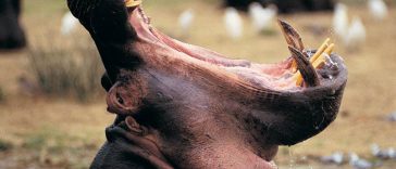 Hungry Hippo Swallows Toddler, Spits Him Out Still Alive