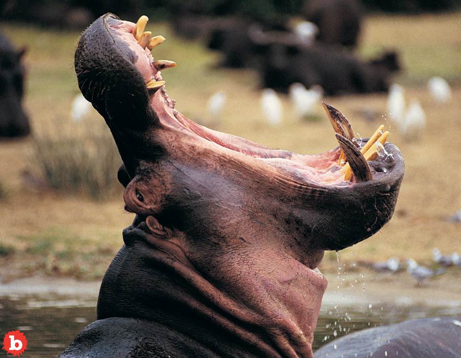 Hungry Hippo Swallows Toddler, Spits Him Out Still Alive