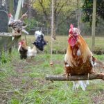 If You Have Chickens, You Need to Build Them a Chicken Swing