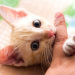 Kitten Bite Kills Danish Man Four Long Years Later
