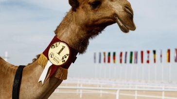 Qatar Also Host to Camel Beauty World Cup, With Controversy