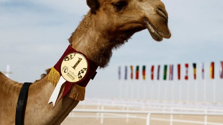 Qatar Also Host to Camel Beauty World Cup, With Controversy