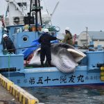 Japanese Whaling Company Using Whale Snacks to Prop Up Demand