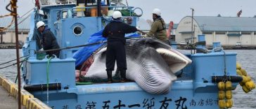 Japanese Whaling Company Using Whale Snacks to Prop Up Demand