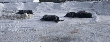 Semi-Truck Kills 13 Bison Near Yellowstone Park