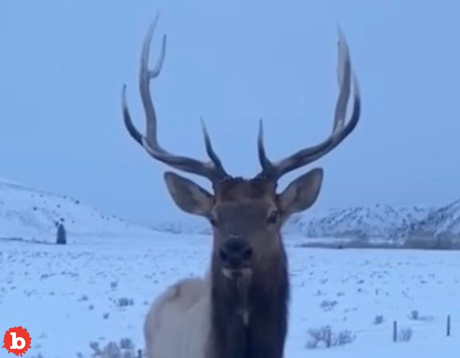 Yellowstone Tourist Taunted Elk, Elk Popped One of His Tires