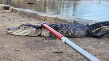 4-Foot Alligator "Rescued" From Brooklyn's Prospect Park Lake