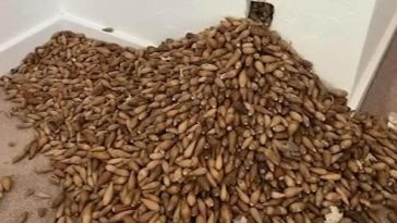Exterminator Stunned to Find 700 Pounds of Acorns in Home Walls