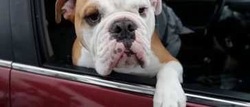 New Florida Bill to Ban Dogs Hanging Their Heads Out of Car Windows