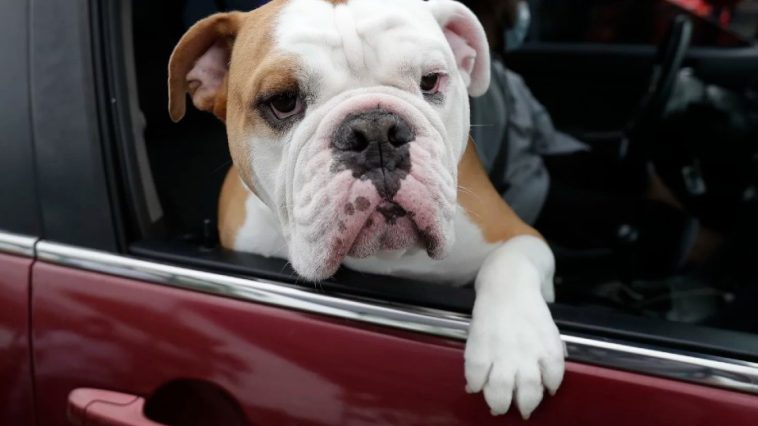 New Florida Bill to Ban Dogs Hanging Their Heads Out of Car Windows