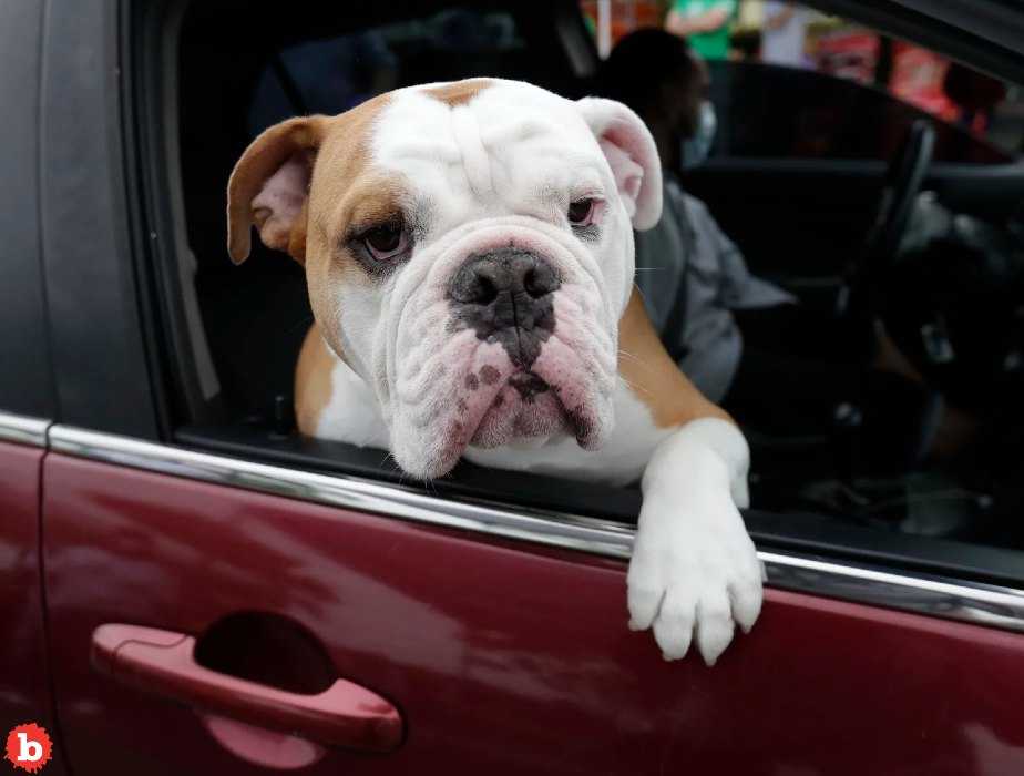 New Florida Bill to Ban Dogs Hanging Their Heads Out of Car Windows