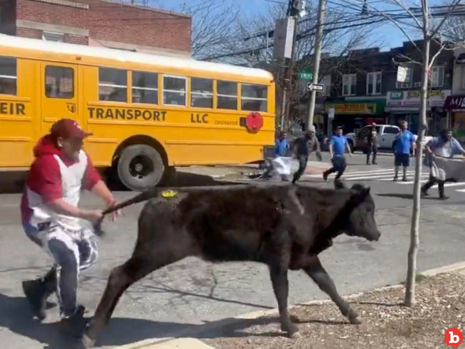 Black Angus Cow Escapes Slaughterhouse and Tears Thru Brooklyn