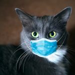 British Government Almost Killed All Pet Cats to Stop Pandemic
