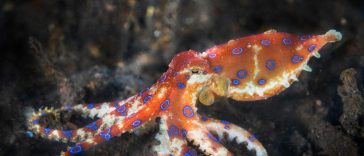 Deadly Blue-Ringed Octopus Bites Woman Twice, But She Survives