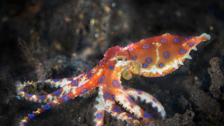 Deadly Blue-Ringed Octopus Bites Woman Twice, But She Survives