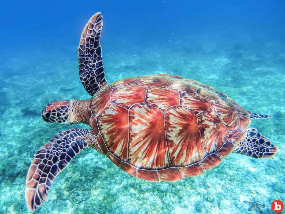 Climate Change Will Make Sea Turtles Even More Endangered