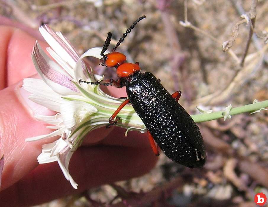 Lytta Magister Beetle Will Give You Nasty Blisters