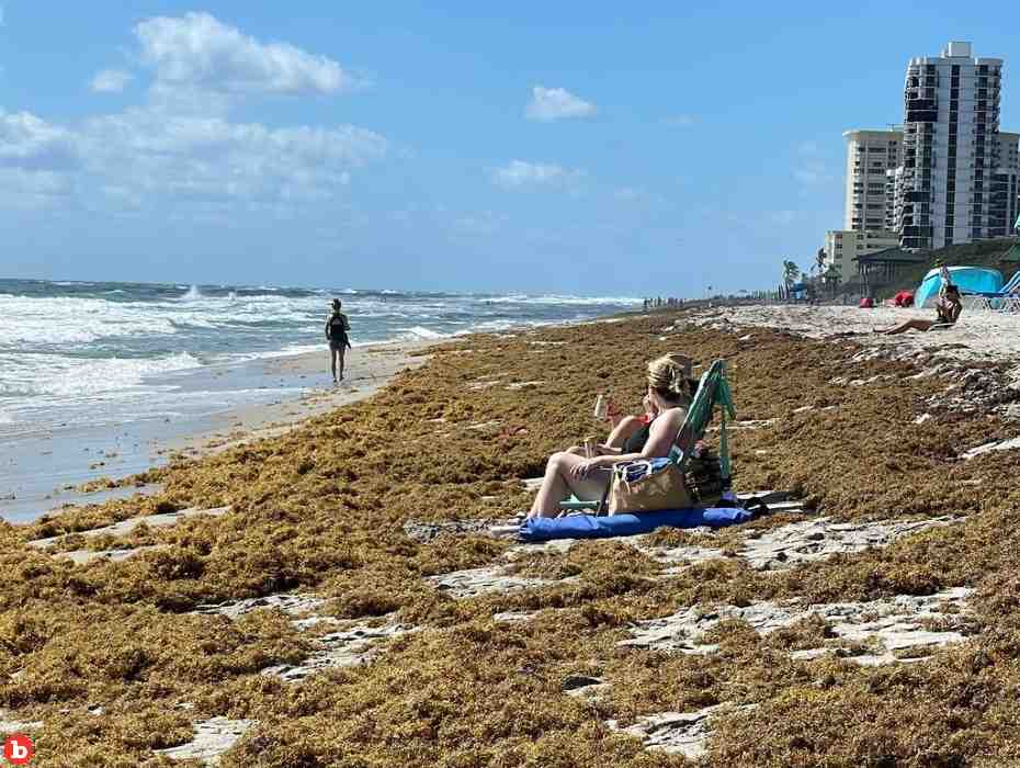 Sargassum Blob Approaching Florida Is Astonishingly Huge