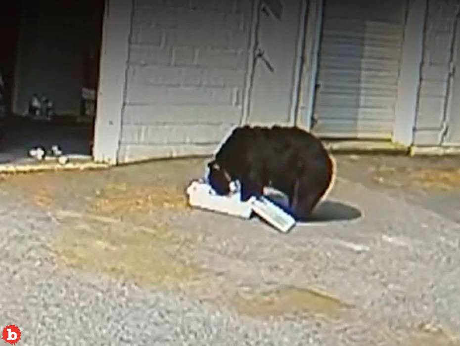 Black Bear Barrels Into Connecticut Bakery, Eats 60 Cupcakes On Video