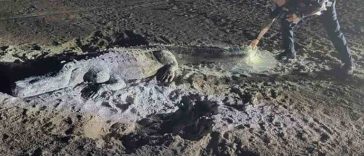 Giant Sleeping Alligator on Florida Beach Was Art