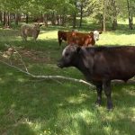 Herd of Cows Help Police Catch Sneaky Suspect